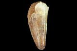 Fossil Crocodile (Elosuchus) Tooth - Morocco #81031-1